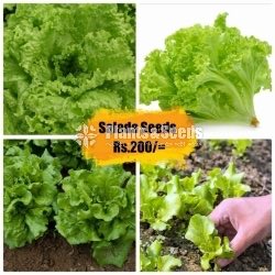 Salada Seeds
