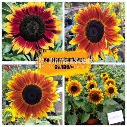 BI-COLOUR SUNFLOWER SEEDS 