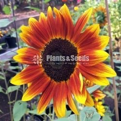 BI-COLOUR SUNFLOWER SEEDS 
