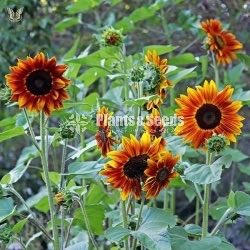 BI-COLOUR SUNFLOWER SEEDS 