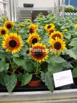 BI-COLOUR SUNFLOWER SEEDS 