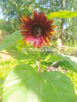 BI-COLOUR SUNFLOWER SEEDS 