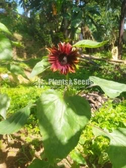 BI-COLOUR SUNFLOWER SEEDS 