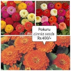 ZINNIAS MIX SEEDS