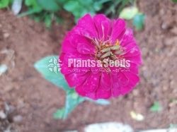 ZINNIAS MIX SEEDS