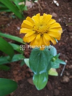 ZINNIAS MIX SEEDS