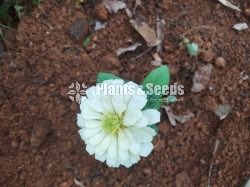 ZINNIAS MIX SEEDS