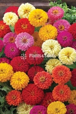 ZINNIAS MIX SEEDS