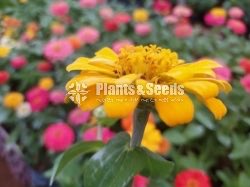 ZINNIAS MIX SEEDS