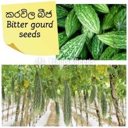 Vegetable Seeds 10 Pack for 600