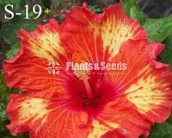 Bud Hibiscus