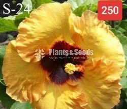 Bud Hibiscus