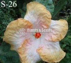 Bud Hibiscus