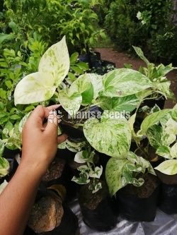 Hanging Plants Collection