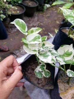 Hanging Plants Collection