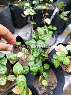 Hanging Plants Collection