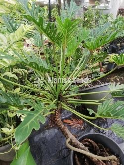 Philendron Xanadu Plant 