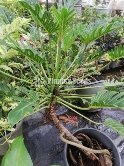 Philendron Xanadu Plant 