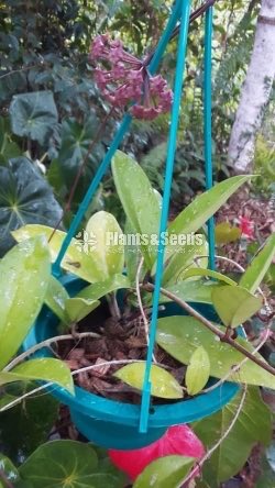 Hoya Plants