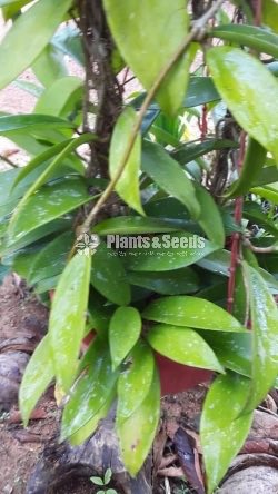 Hoya Plants