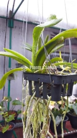 Vanda 
