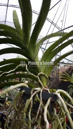 Vanda 
