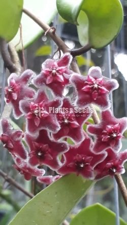 Hoya Plants