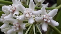 Hoya Plants