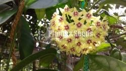 Hoya Plants