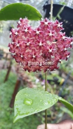 Hoya Plants