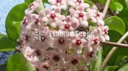 Hoya Plants
