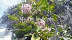 Hoya Plants