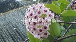 Hoya Plants