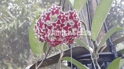 Hoya Plants