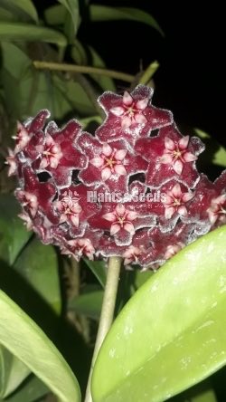 Hoya Plants
