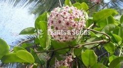 Hoya Plants