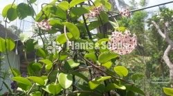 Hoya Plants