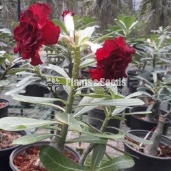 Adenium