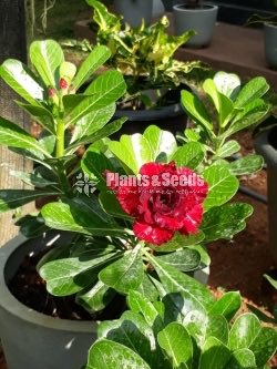 Adenium