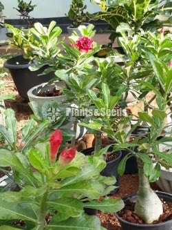 Adenium