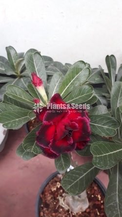 Adenium