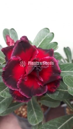 Adenium