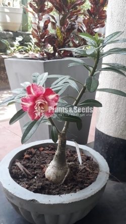 Adenium