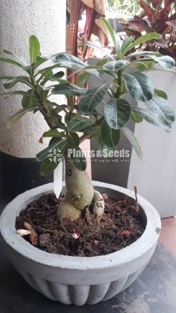 Adenium