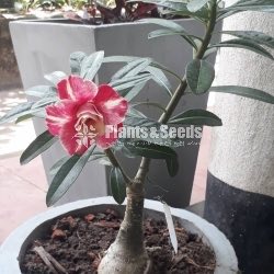 Adenium