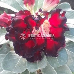Adenium