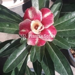 Adenium