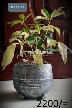 Ornamental Plants