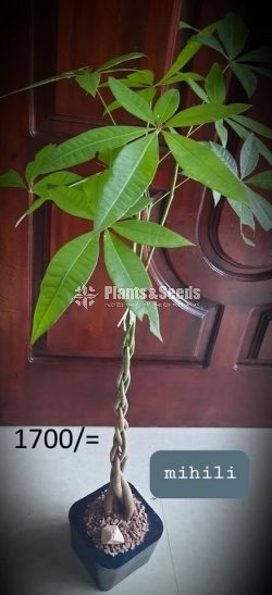 Ornamental Plants