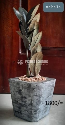 Ornamental Plants